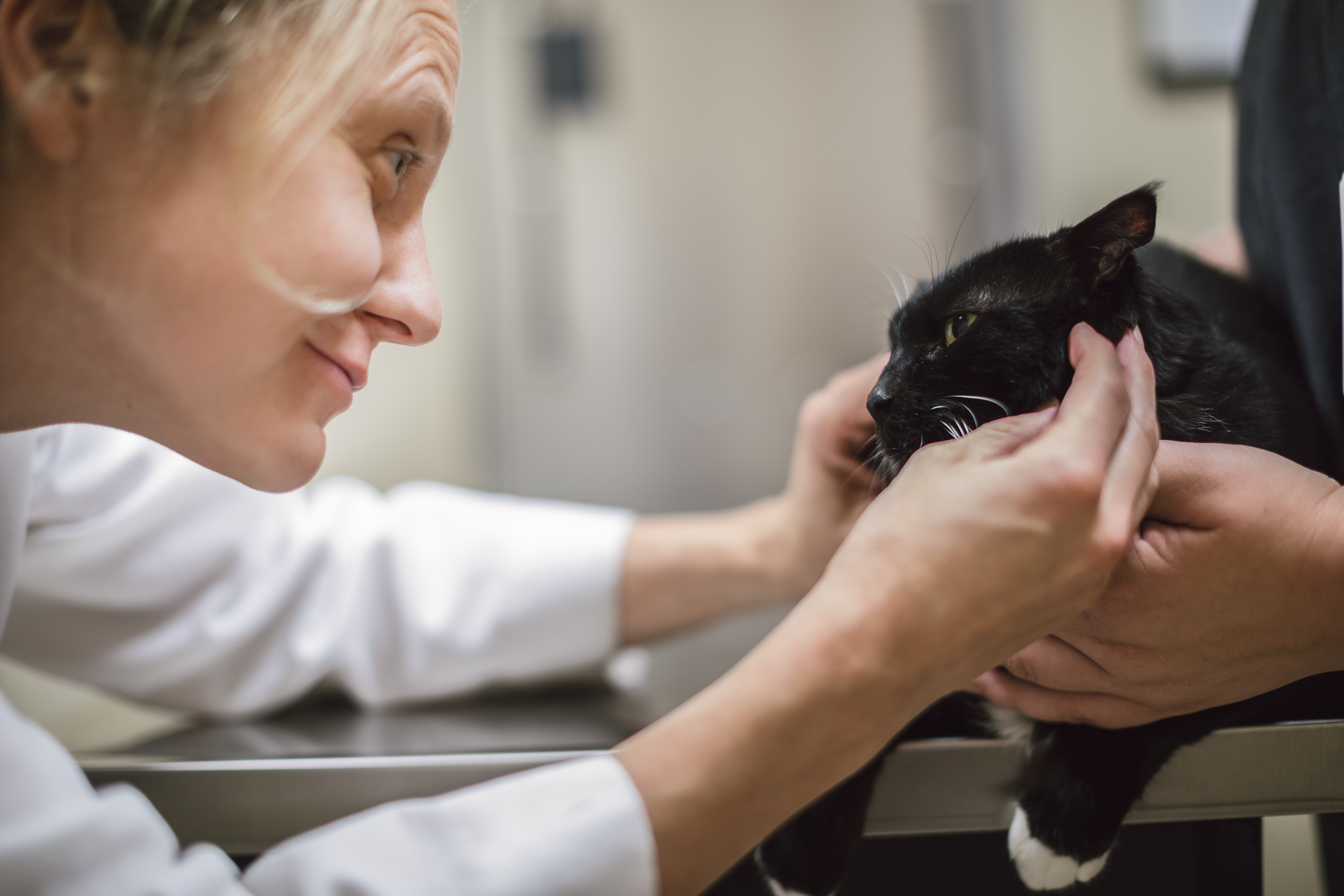 Elizabeth Falk Cornell University Veterinary Specialists Stamford, CT